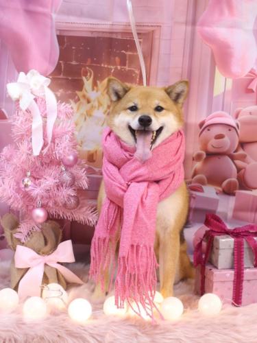 20241204リンちゃん